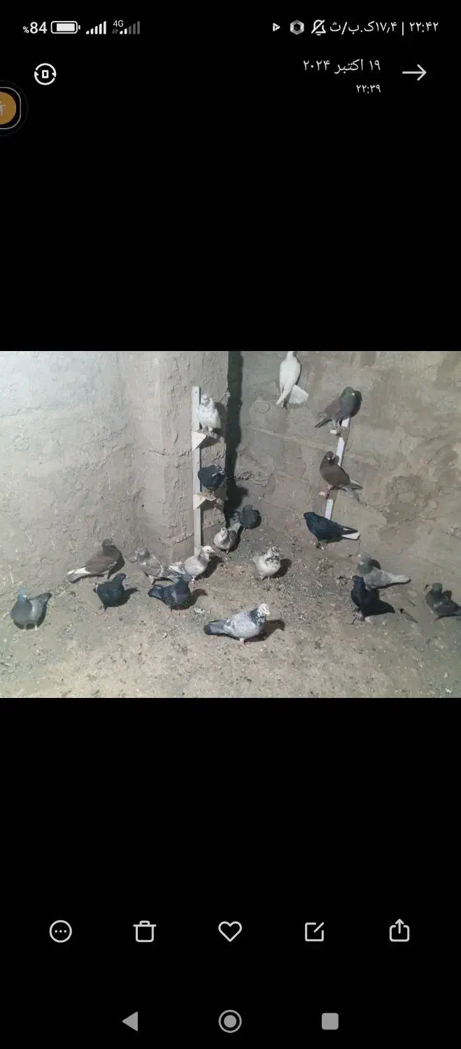 کبوتر نر ماده|پرنده|یزدان شهر, |دیوار