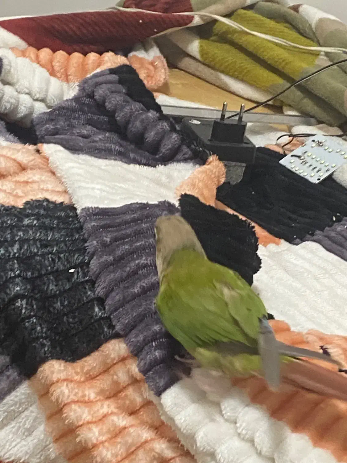 جوان و مولد|پرنده|هشتگرد, فاز ۳ مهستان|دیوار