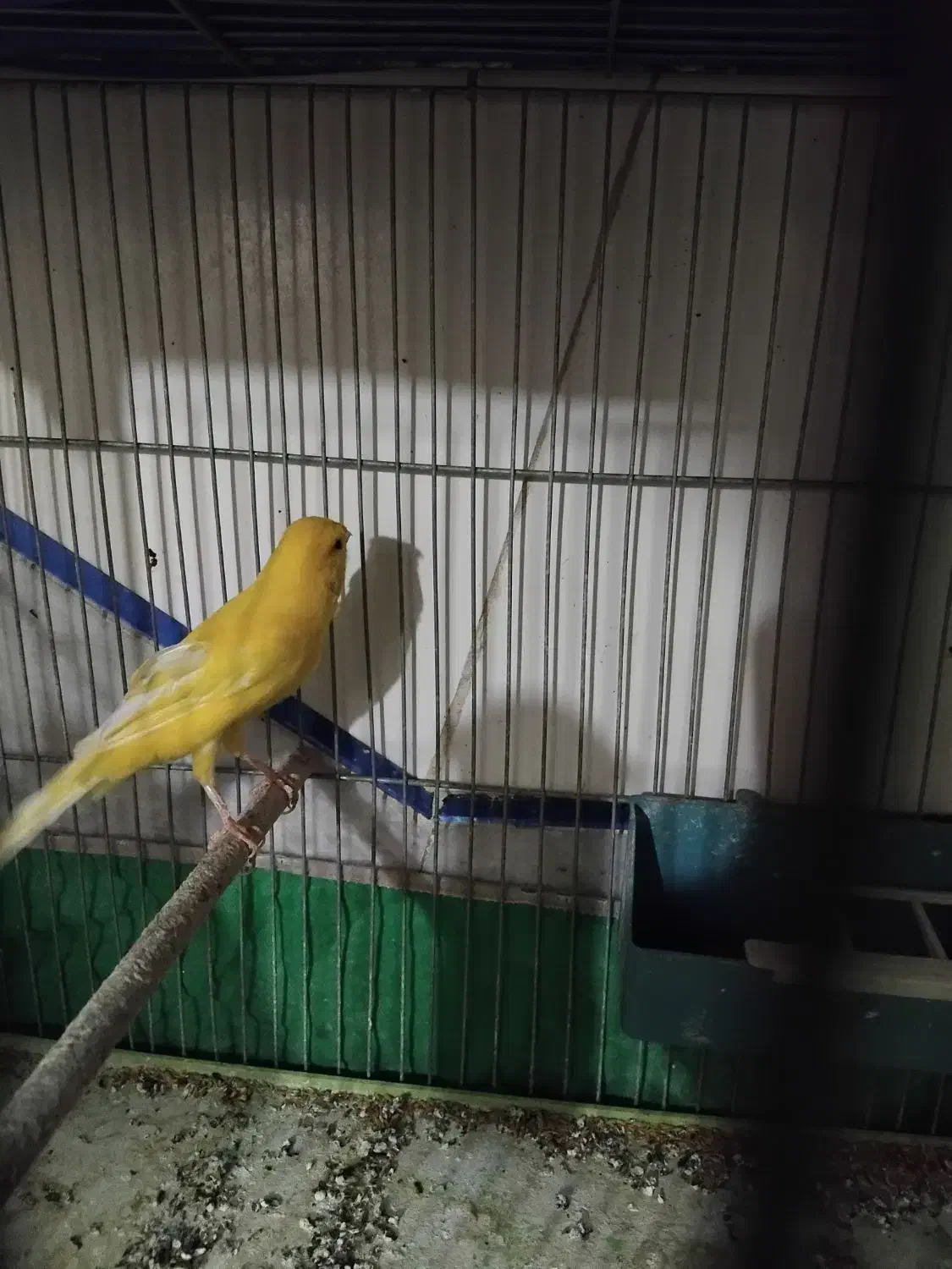 معاوضه عروس هلندی با قناری|پرنده|اصفهان, شهرک میلاد|دیوار