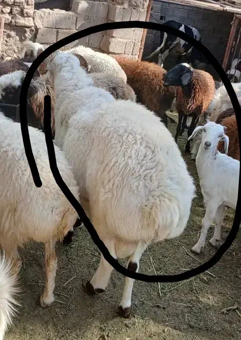 یک عدد قوچ فروشی|حیوانات مزرعه|نرماشیر, |دیوار