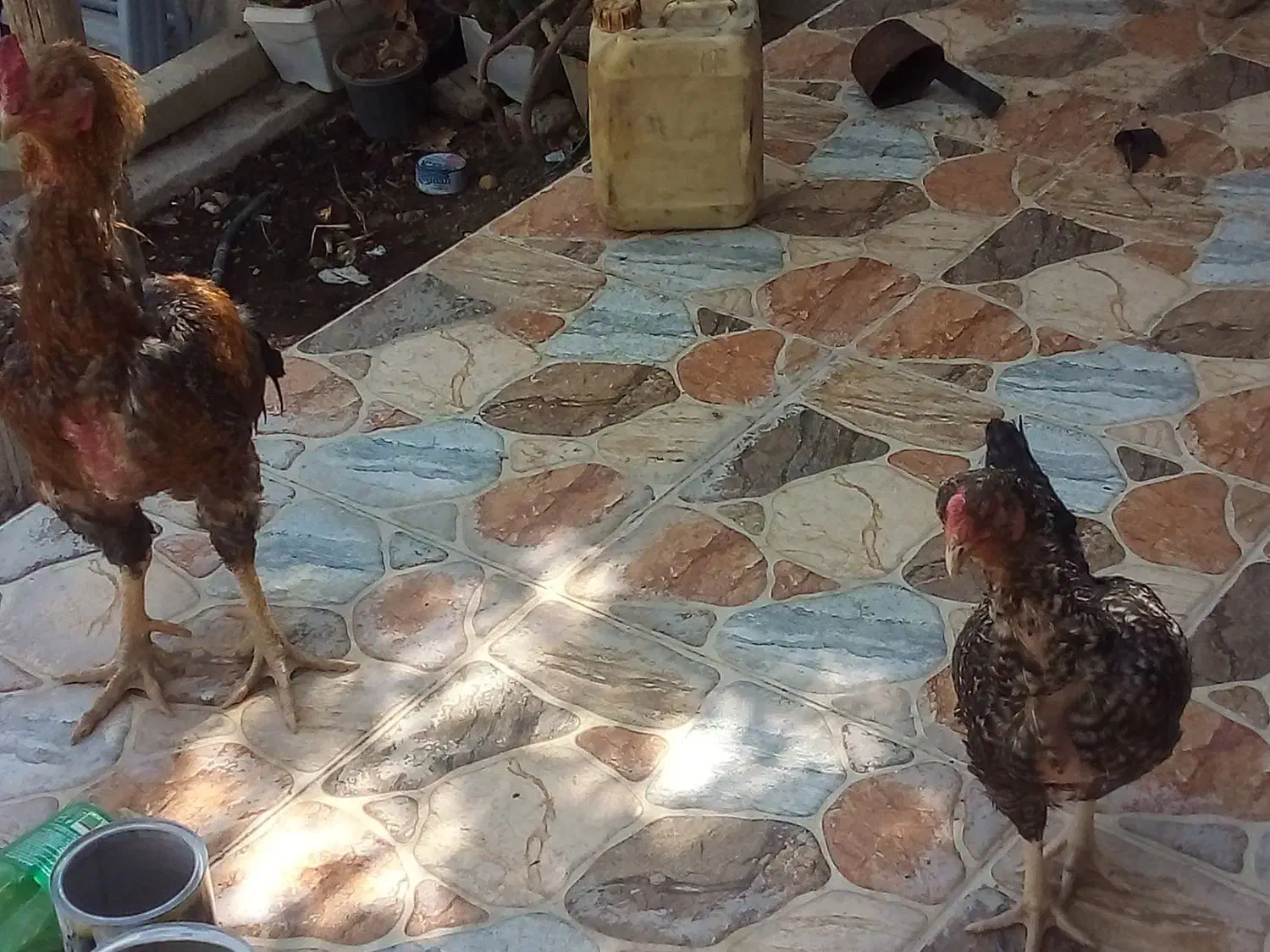 فروش مرغ و خروس لاری|پرنده|جویم, |دیوار