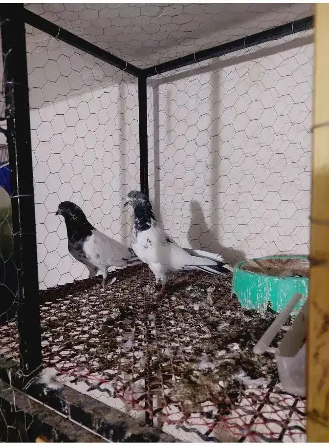 شیخ تیدی|پرنده|ایذه, |دیوار