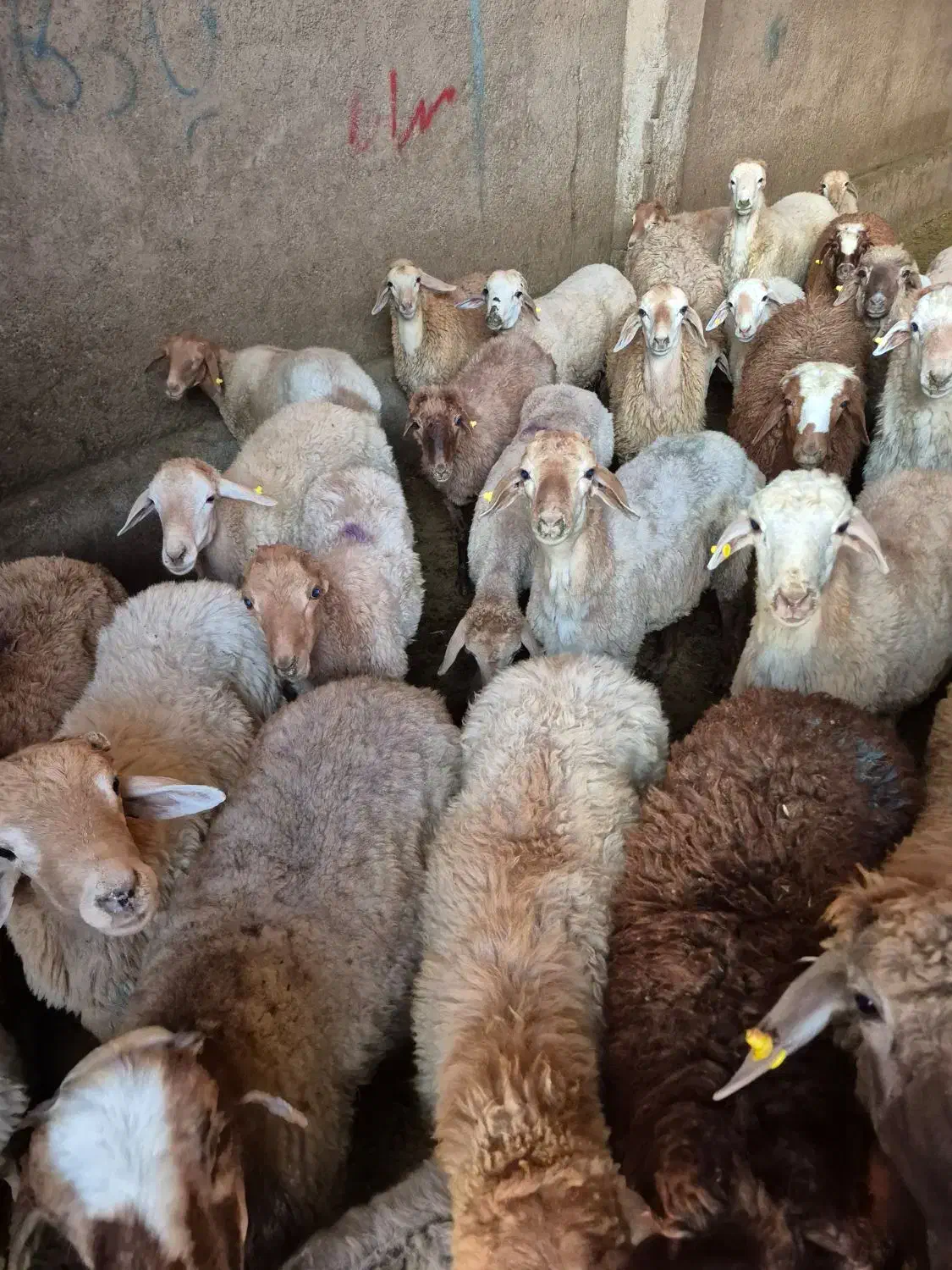 فروش بره مستقیم از دامداری **دام برتر**|حیوانات مزرعه|تهران, قیطریه|دیوار