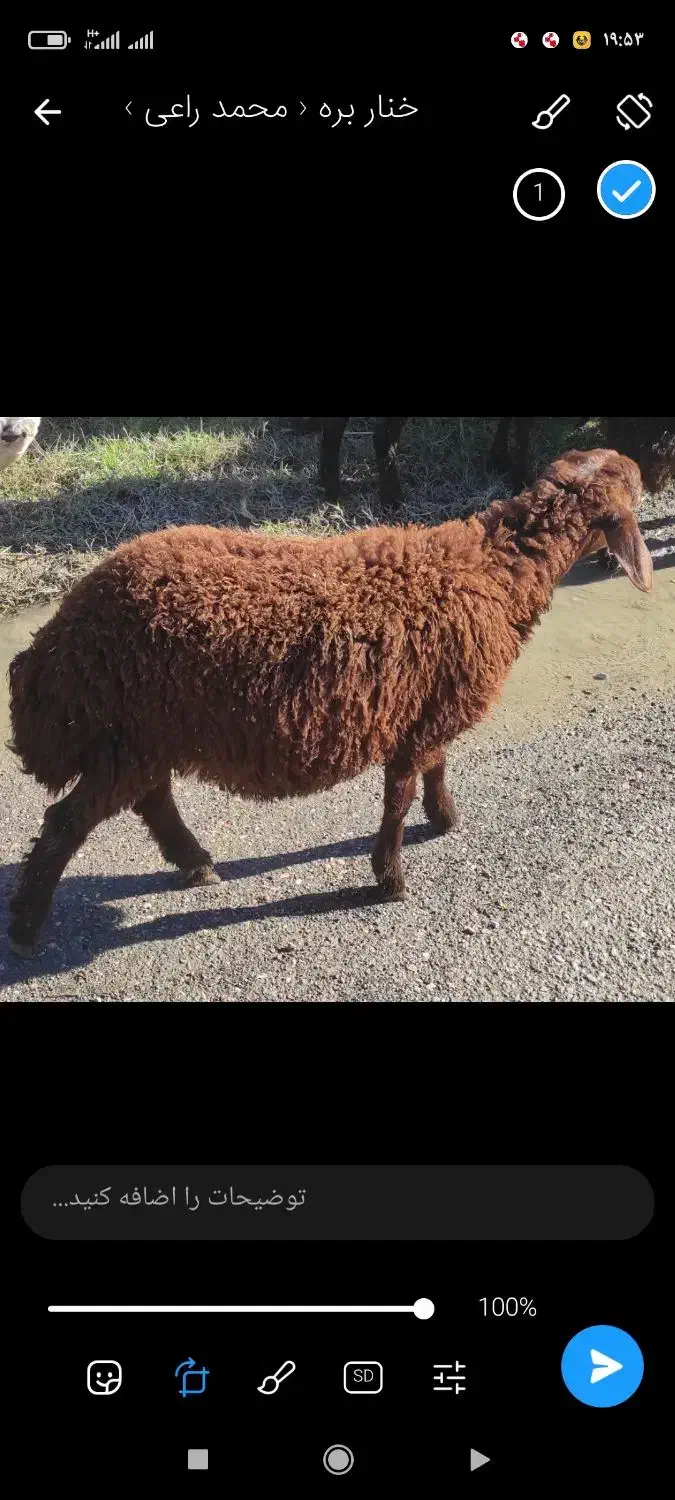 گوسفند بره نر و ماده 20 الی 40 کیلو پرواری افشار|حیوانات مزرعه|قائمشهر, |دیوار