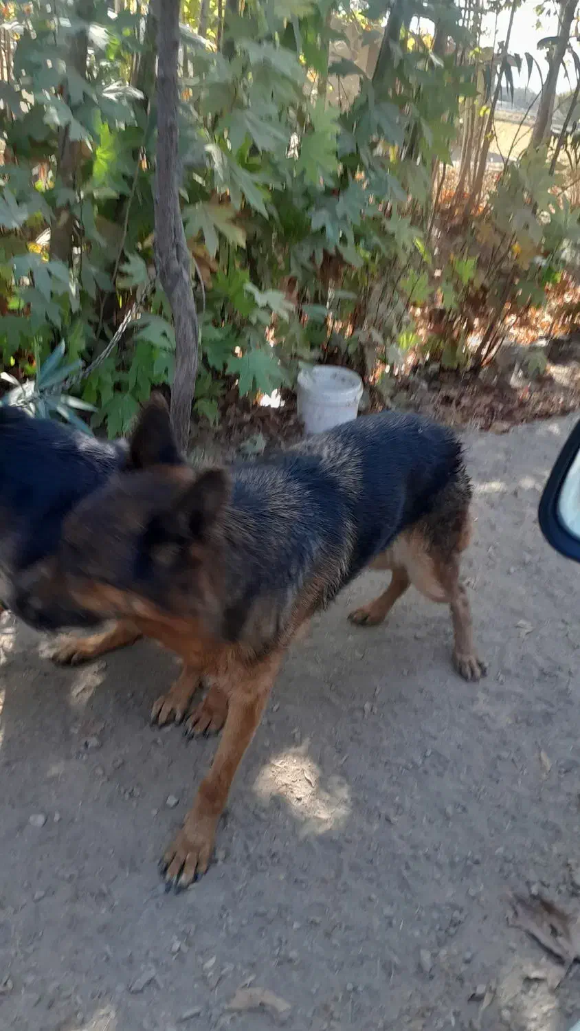 سگ نگهبان|سگ|مبارکه, |دیوار