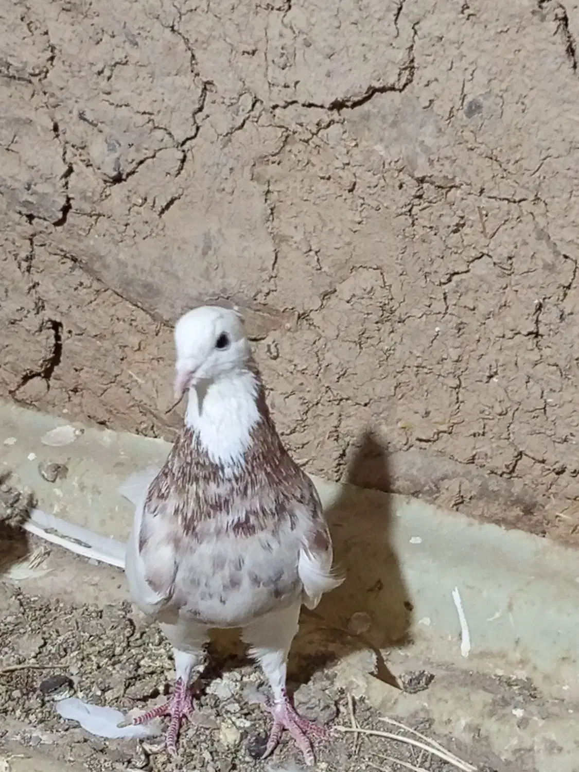 طوقی|پرنده|هرسین, |دیوار