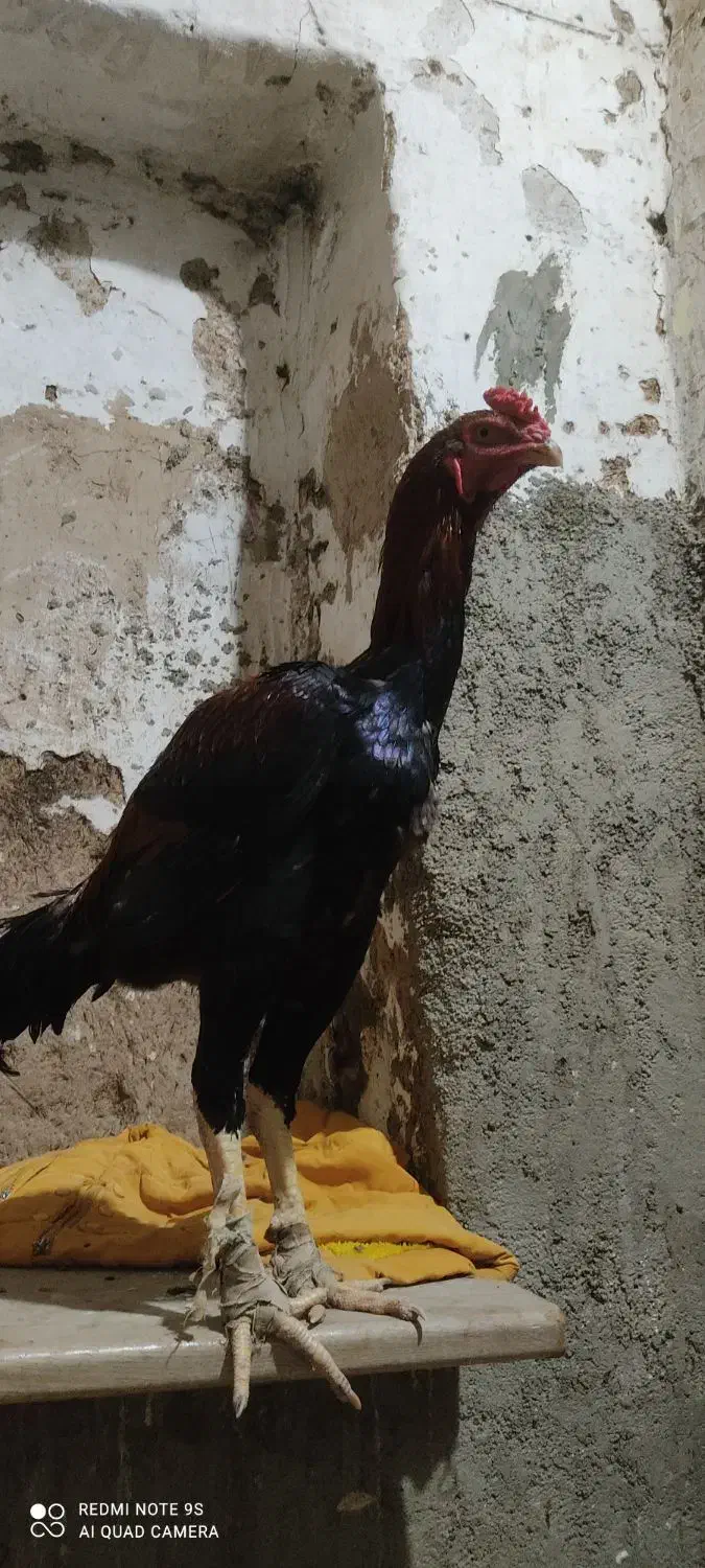 خروس لاری|حیوانات مزرعه|هشتگرد, سیف آباد|دیوار