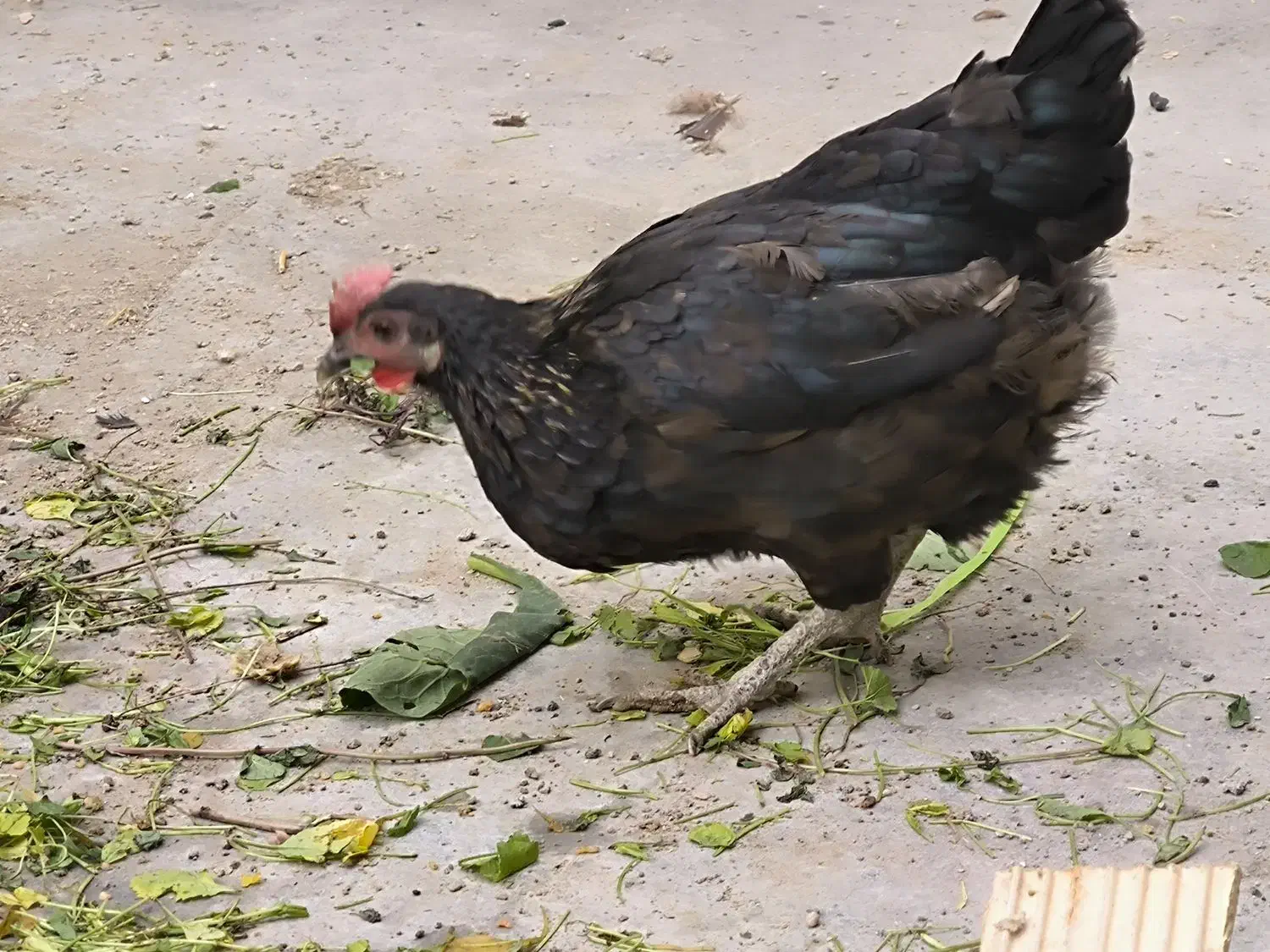 مرغ وخروس دونه ای ۳۹۰|حیوانات مزرعه|چمران, |دیوار