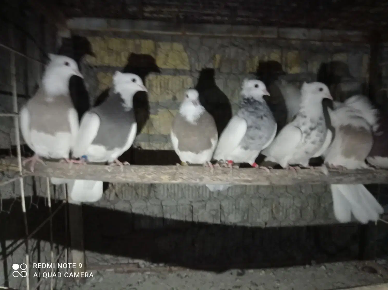 کفترطوق آجری سرکی طوقی شازده سینه سیاه سینه مخمل|پرنده|شیراز, جمال آباد|دیوار