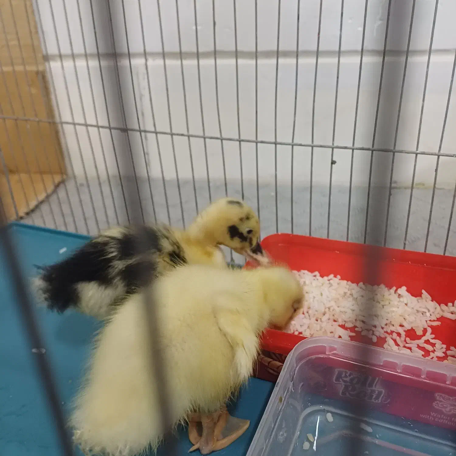 دو عدد جوجه اردک سالم|حیوانات مزرعه|شیراز, گویم|دیوار