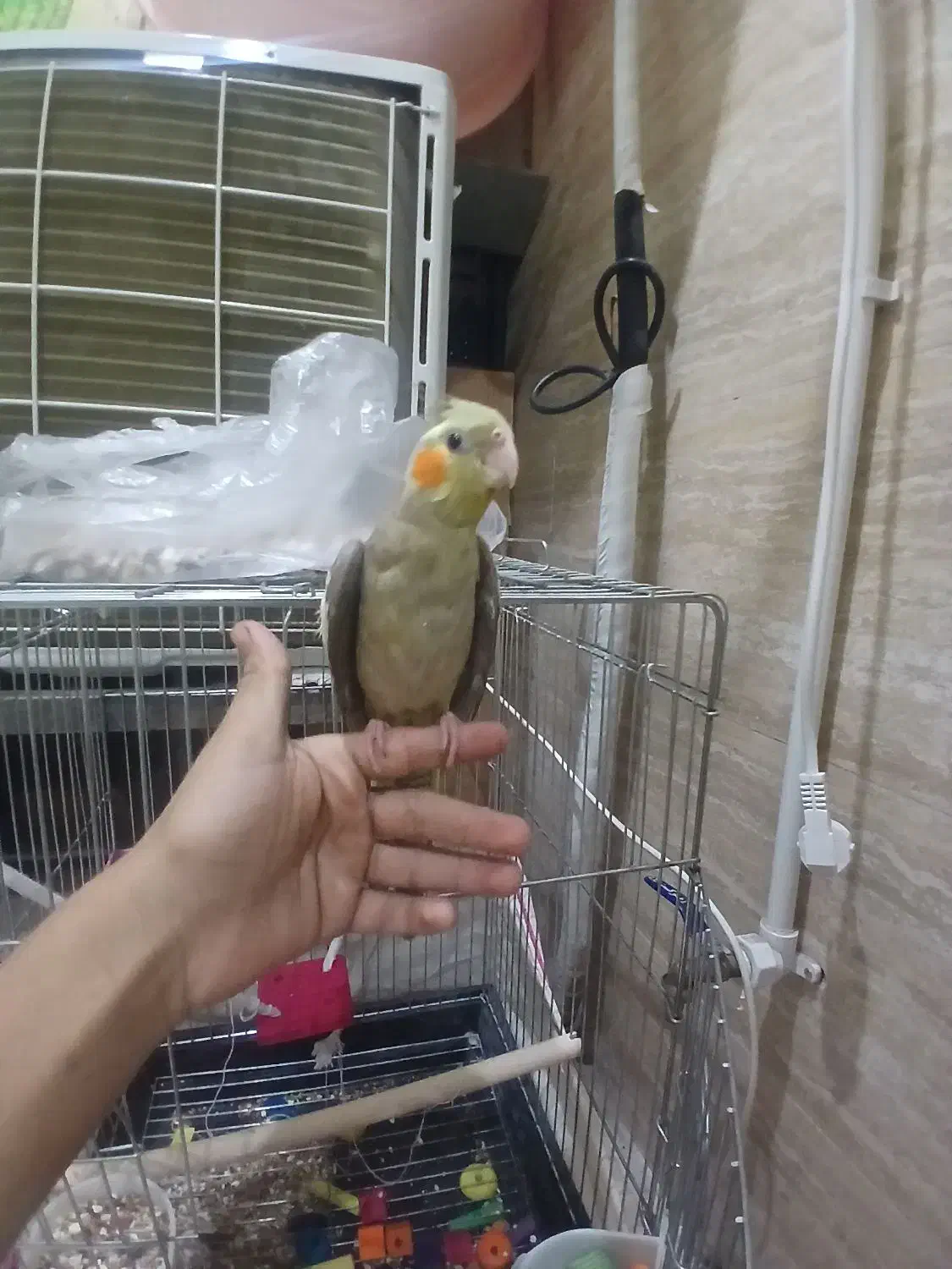 فروش عروس هلندی آشتی|پرنده|بندرعباس, |دیوار