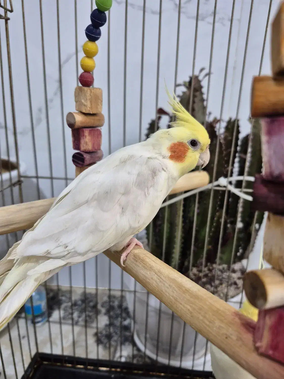 عروس هلندی|پرنده|قم, نوبهار|دیوار