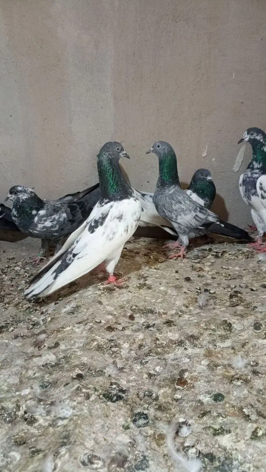 کبوتر پاکستانی|پرنده|قم, قم نو|دیوار