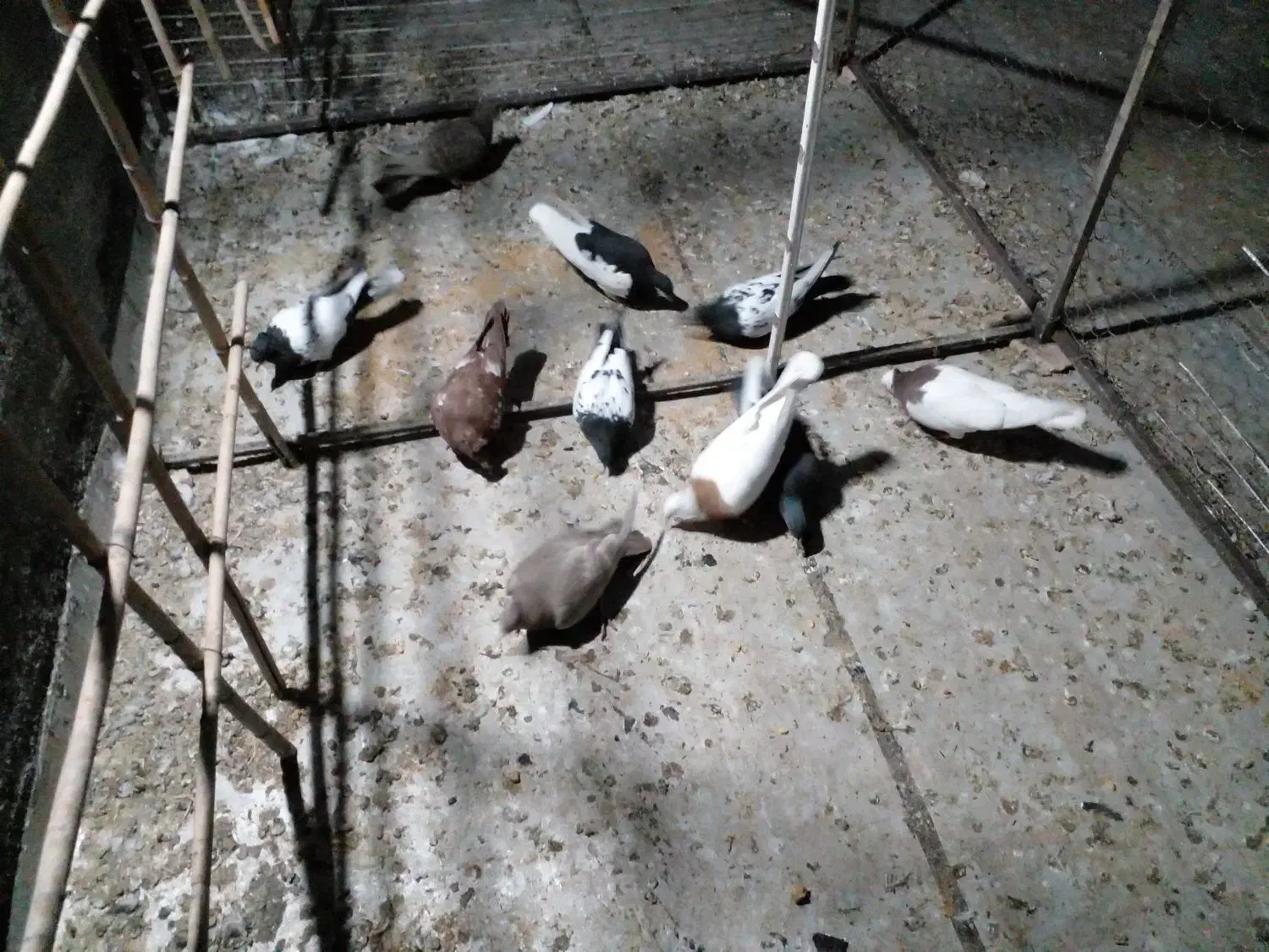 سلام کنورپرش|پرنده|تاکستان, |دیوار