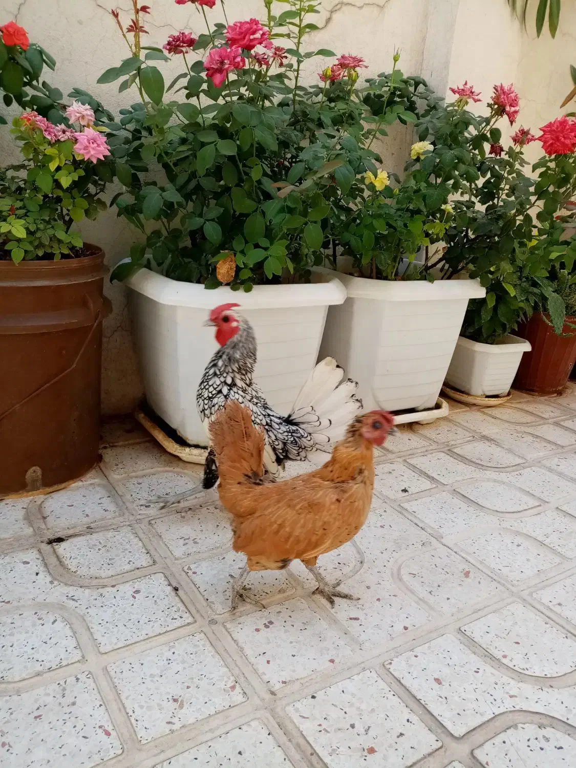 مرغ  و خروس زینتی|حیوانات مزرعه|کرمانشاه, |دیوار