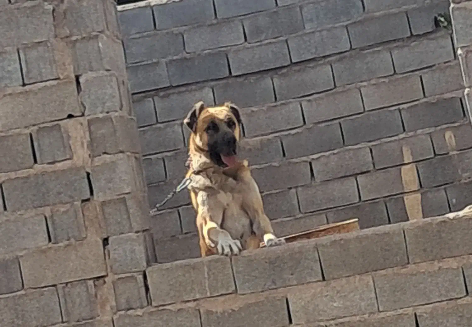 واگذاری سگ سرابی|سگ|قزوین, |دیوار