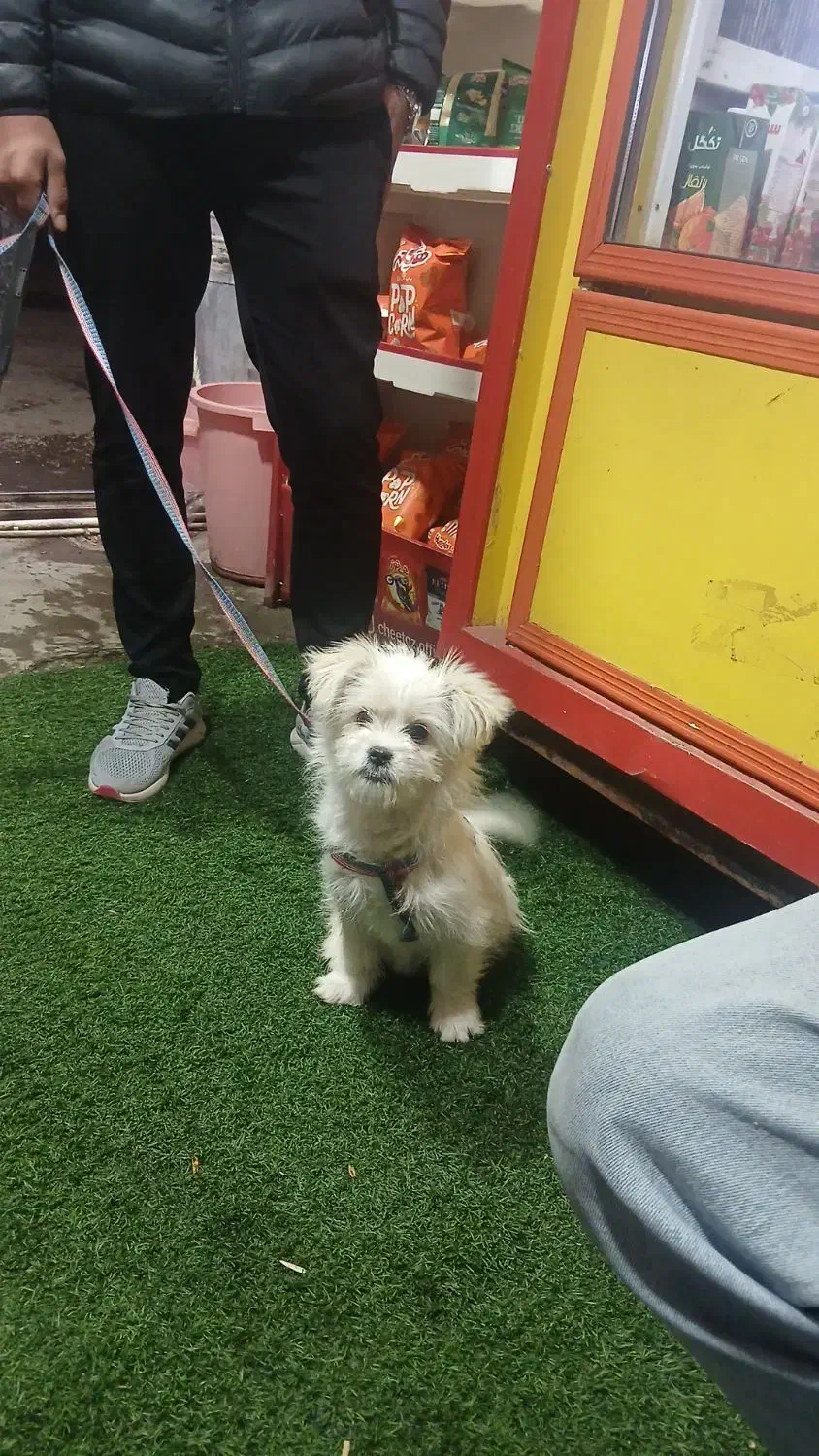 شیتزو|سگ|سراب, |دیوار