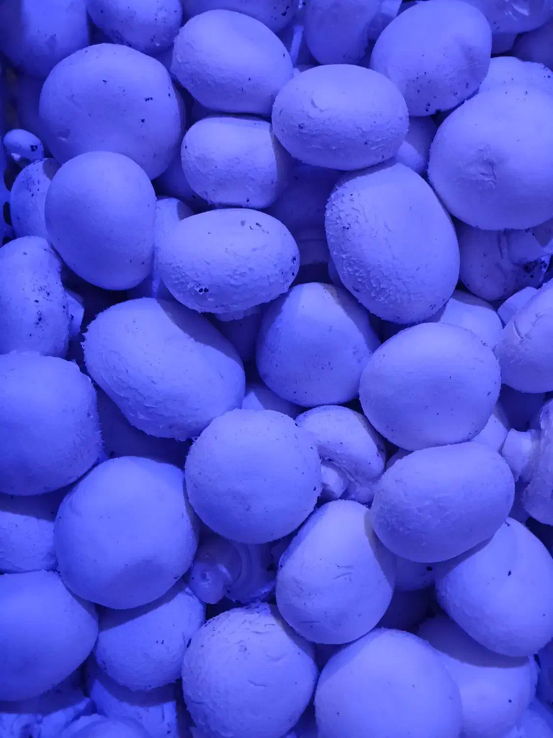 فروش قارچ تازه مستقیم از تولیدکننده|خوردنی و آشامیدنی|رشت, معلم|دیوار