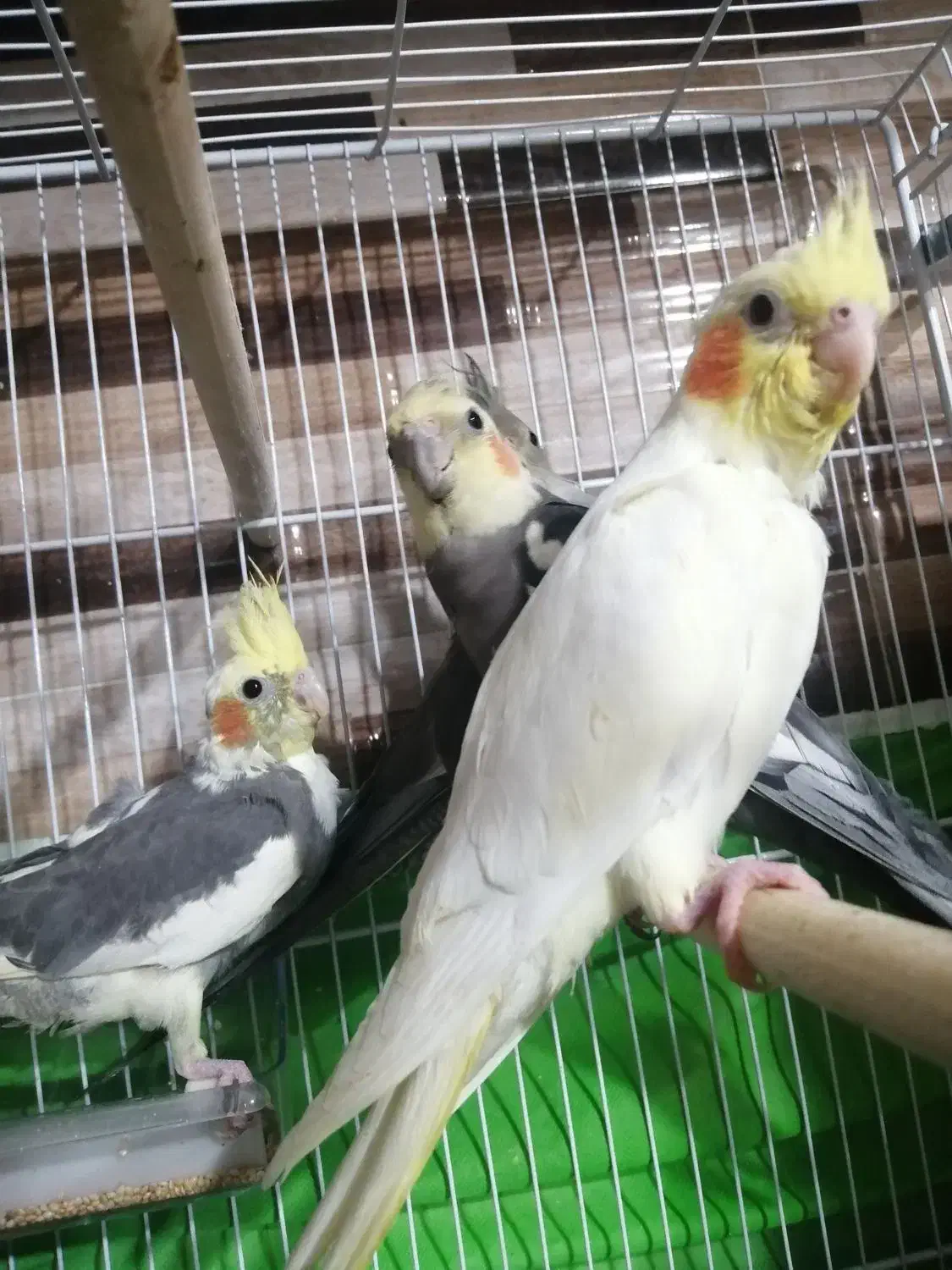 جوجه عروس هلندی تقریبا دوماهه به فروش میرسه|پرنده|سبزوار, شهرک اندیشه|دیوار