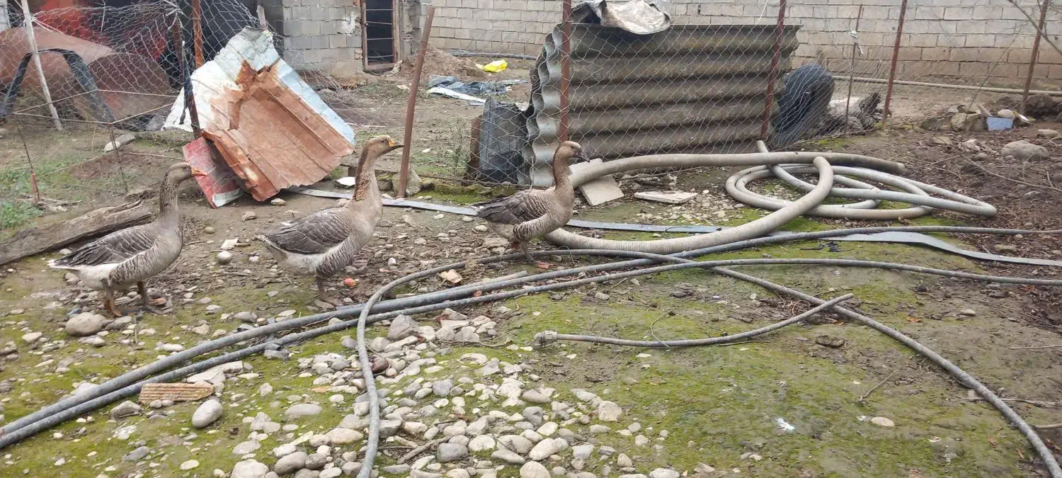 غاز|حیوانات مزرعه|علی‌آباد کتول, |دیوار