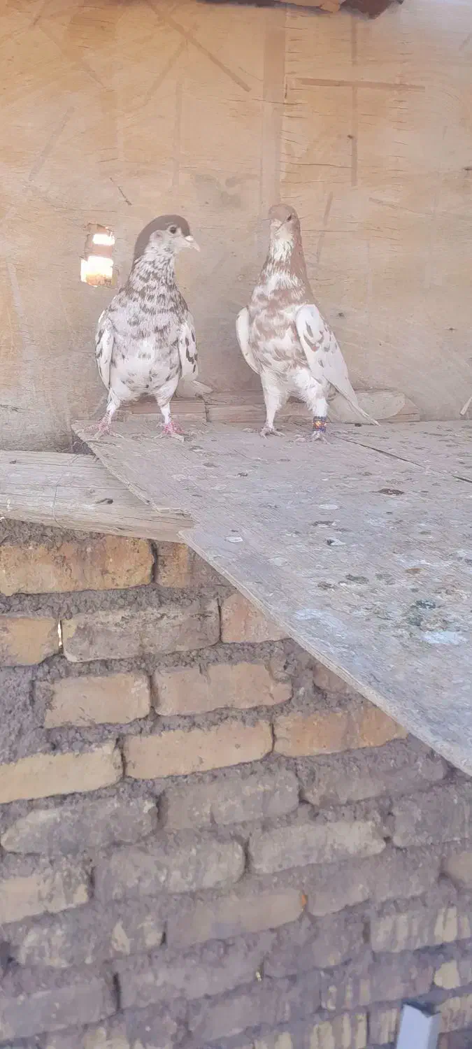 کبوترببهونی|پرنده|شیراز, سلطان آباد|دیوار