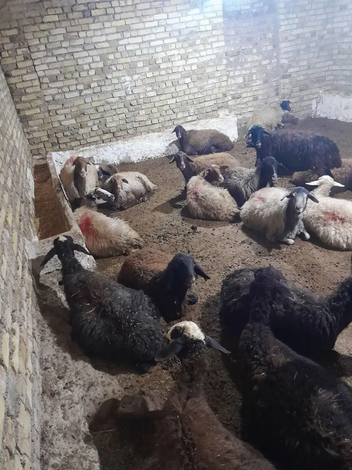 میش بره ۱۱عدد ۷ تا نزاییدن|حیوانات مزرعه|سلطانیه, |دیوار