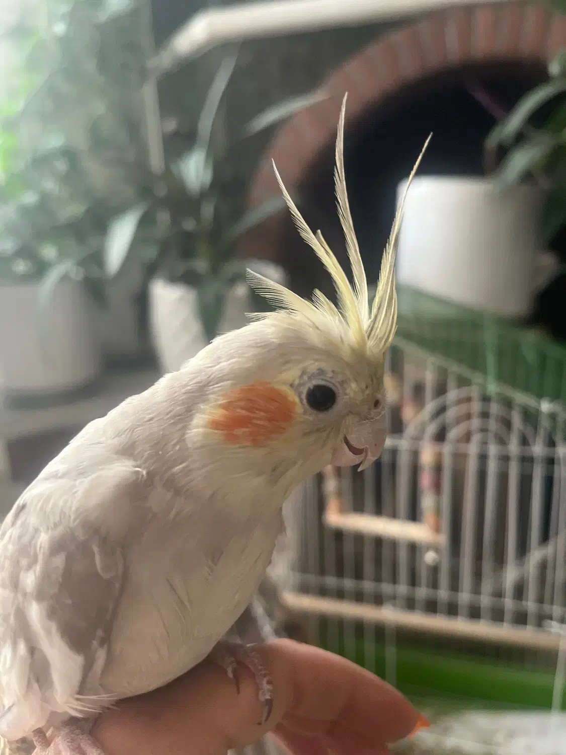 عروس هلندی|پرنده|تهران, استقلال|دیوار