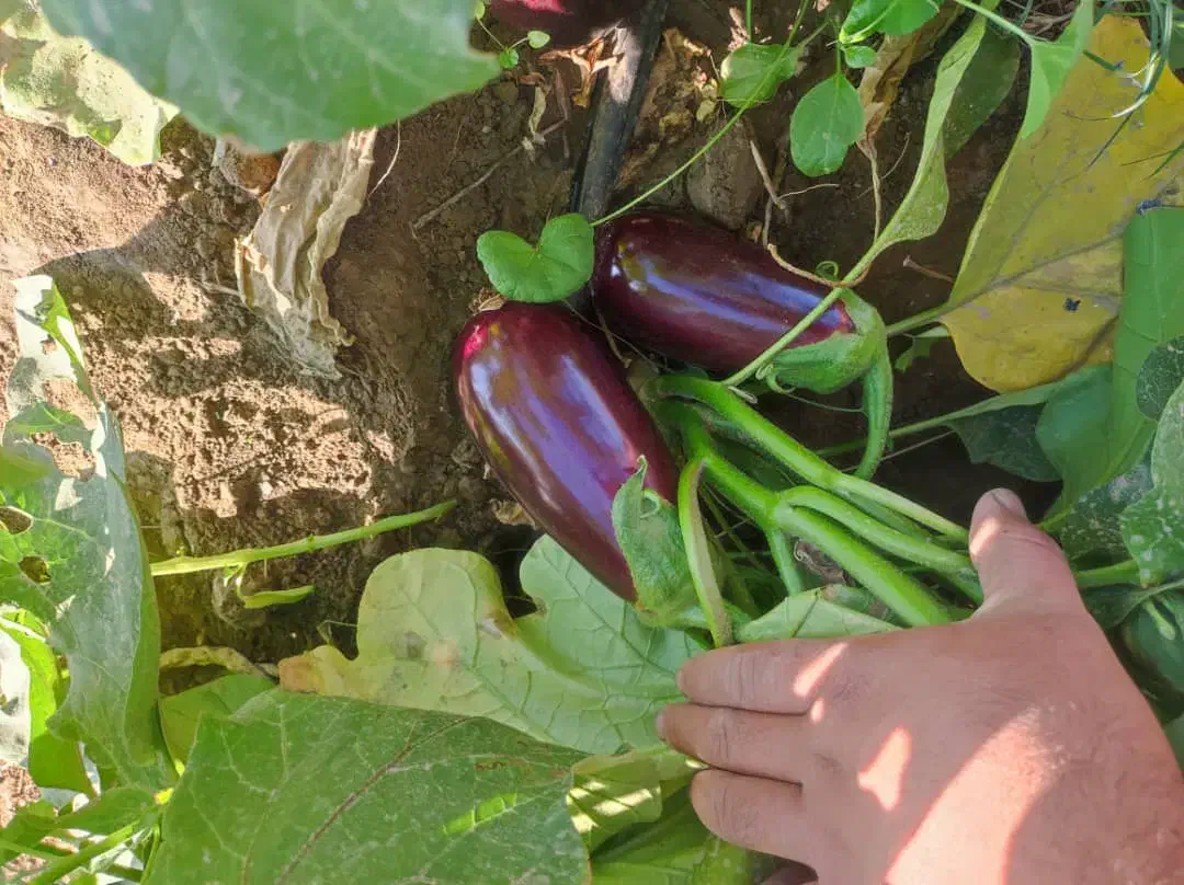 دنبال شریک هستم برای زراعت در کاشت بادمجون خیار|فعالیت داوطلبانه|جهرم, |دیوار