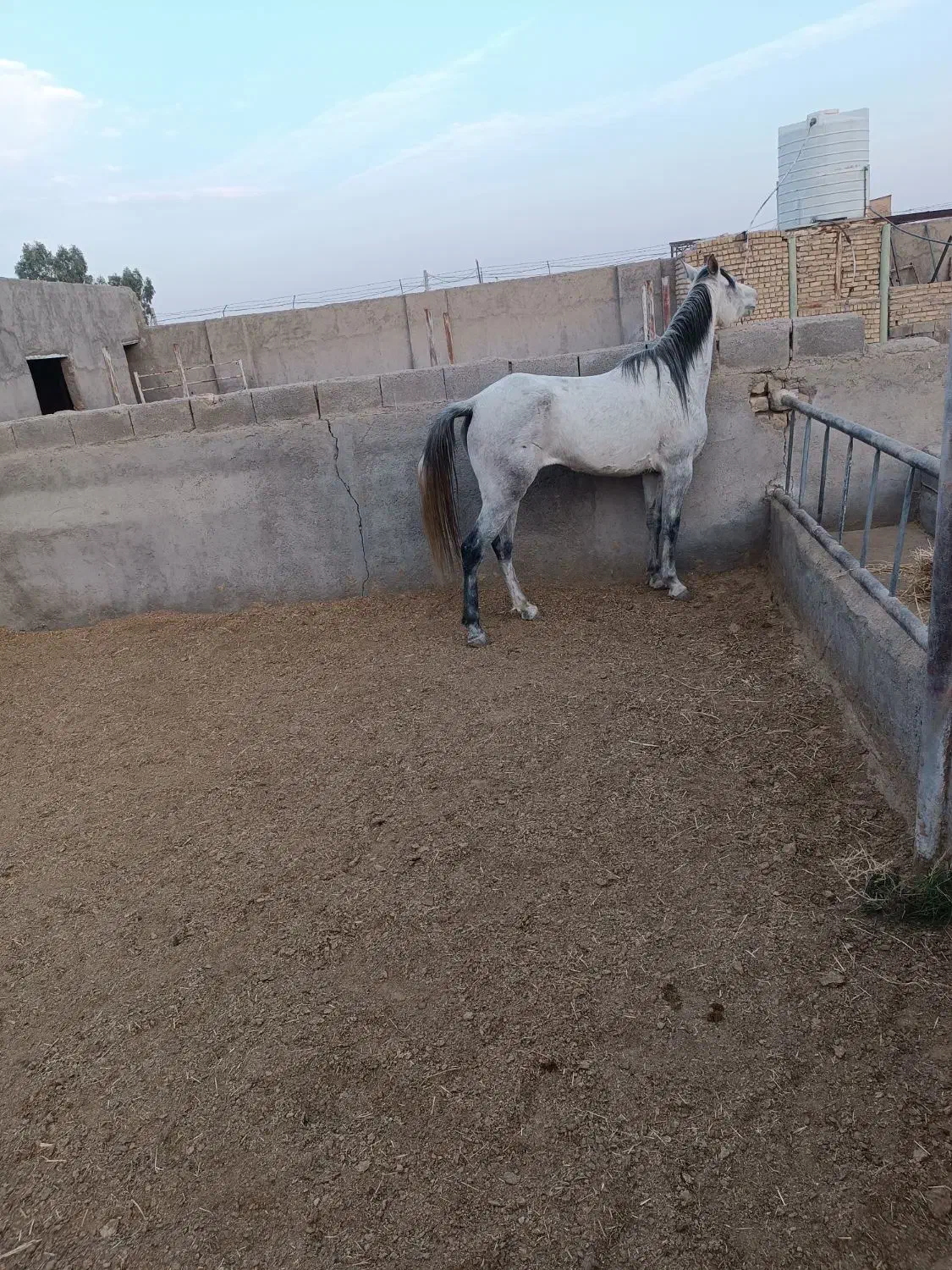 اسب|اسب و تجهیزات اسبسواری|جعفرآباد, |دیوار