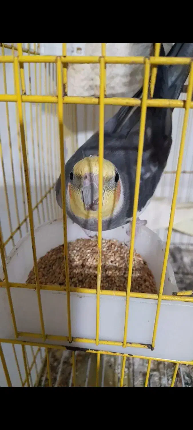 عروس هلندی گمشده  ۱ میلیون  مژدگانی برای یابنده|حیوانات|رشت, شهرک شهید مفتح|دیوار