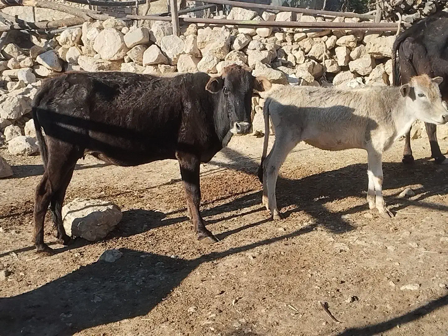 گاو با گوساله|حیوانات مزرعه|مارگون, |دیوار