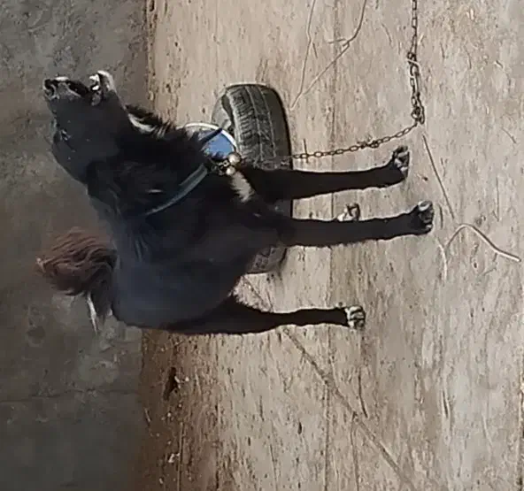 واگذاری سگ|سگ|اهواز, اهواز|دیوار