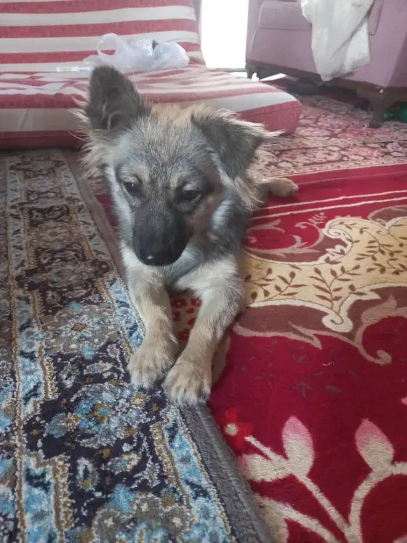 اشپیتز آلمانی|سگ|بندرعباس, |دیوار