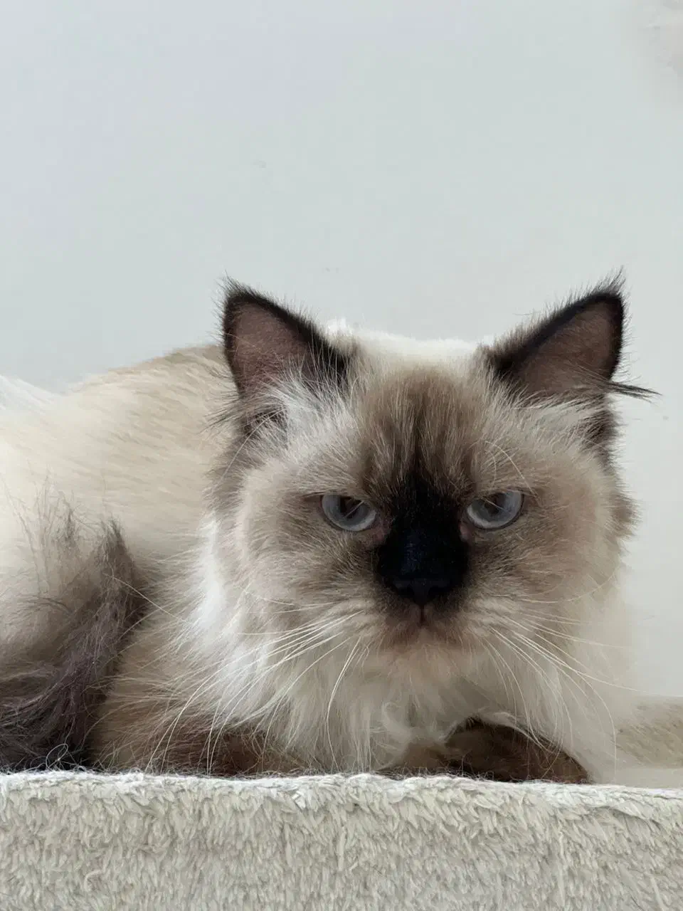 پیشی خوشگل|گربه|اهواز, سپیدار|دیوار