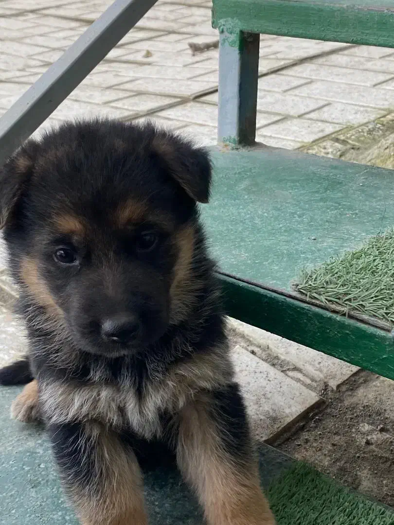 توله ژرمن شپرد|سگ|نوشهر, |دیوار