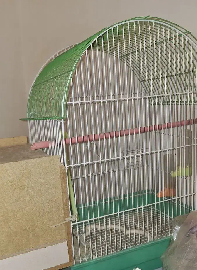 3عددقفس براعروس هلندی ومرغ عشق|لوازم جانبی حیوانات|ایذه, |دیوار