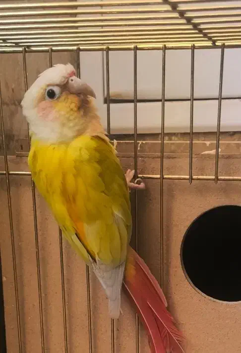 مولد سانچیک و اناناسی رد|پرنده|تهران, دانشگاه شریف|دیوار