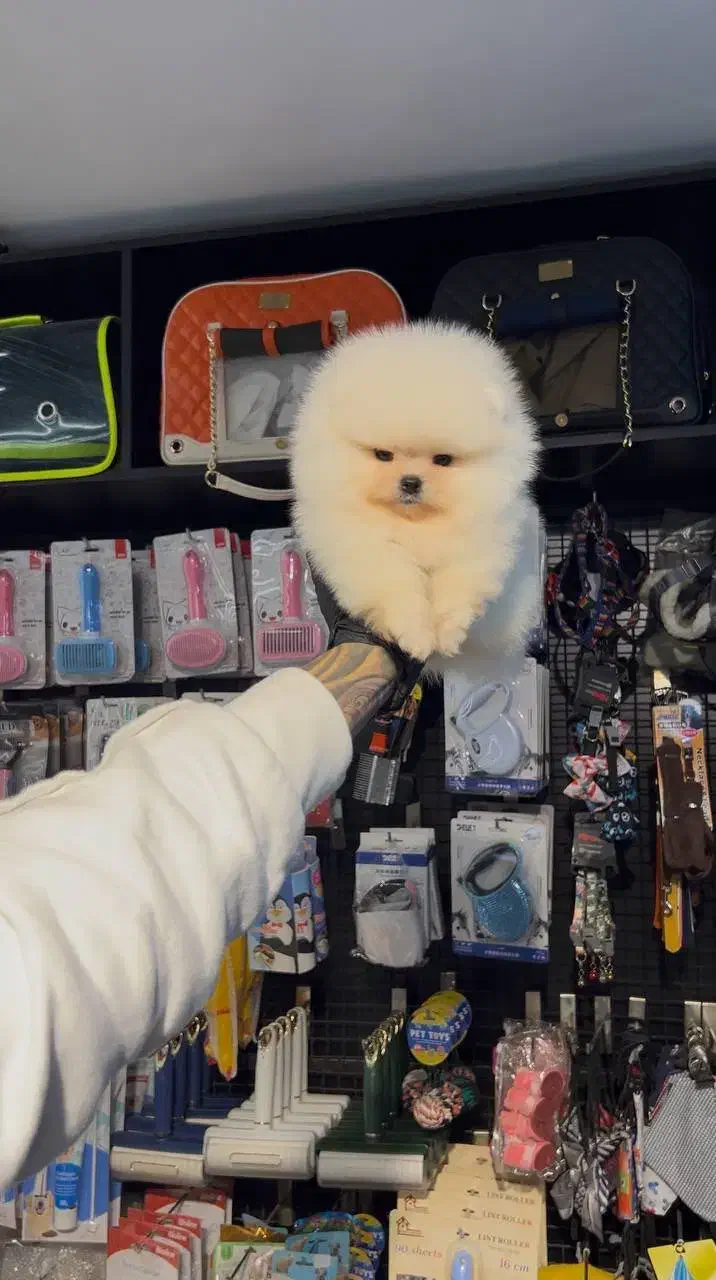 سگ پامرانین سایز ریز|سگ|کیش, |دیوار