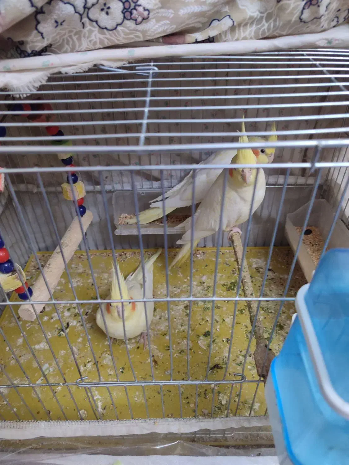 عروس سه ماهه|پرنده|تبریز, |دیوار