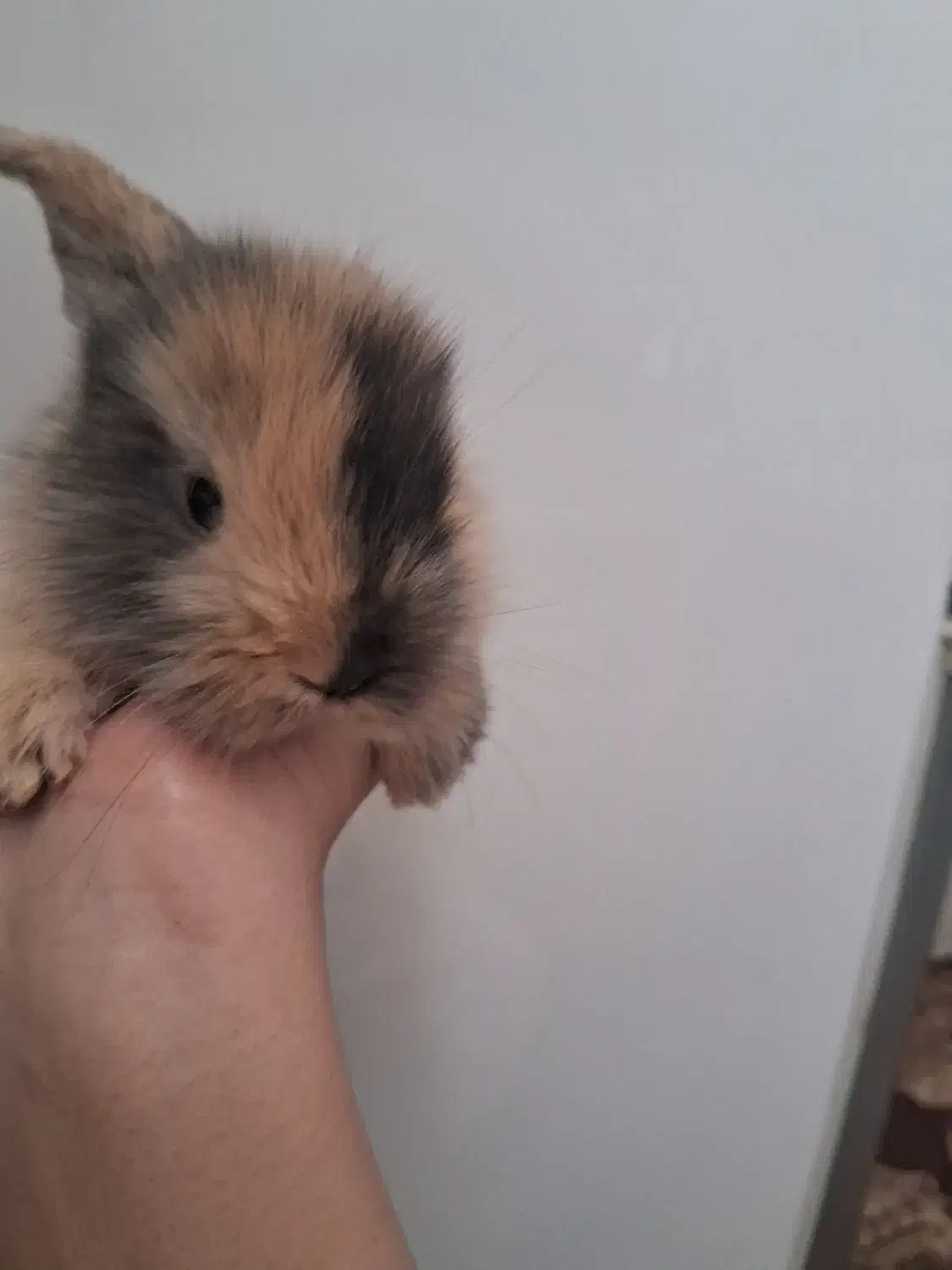 خرگوش لپ|موش و خرگوش|نجفآباد, صالح آباد|دیوار