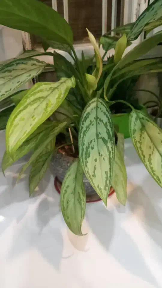 پنج عددگل وگلدون توی تصویر|گل و گیاه طبیعی|دهدشت, |دیوار