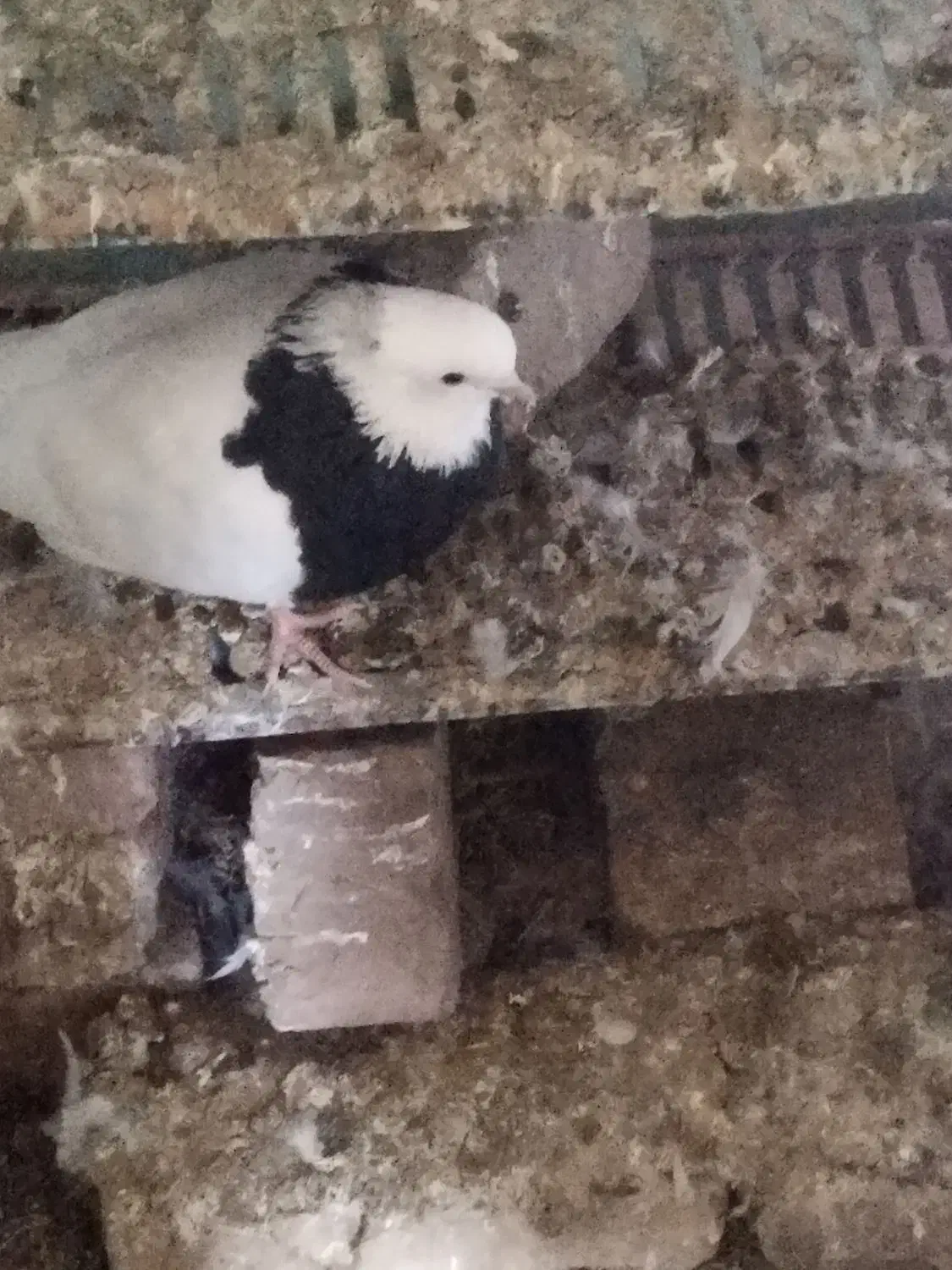 طوقیسیاه|پرنده|جوین, |دیوار