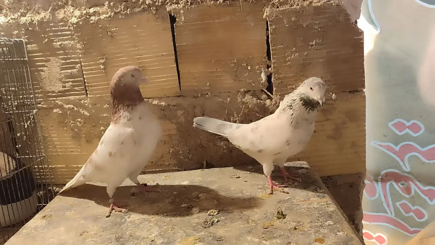 حراج|حیوانات|کرج, اخترآباد|دیوار