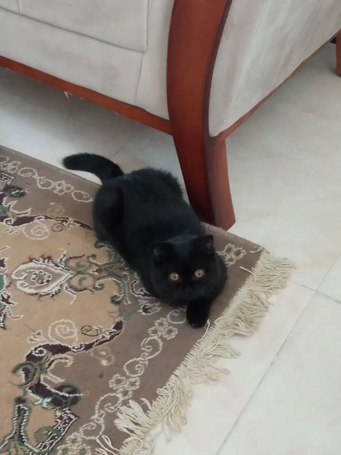 گربه اسکاتیش بریتیش ماده|گربه|ساری, |دیوار