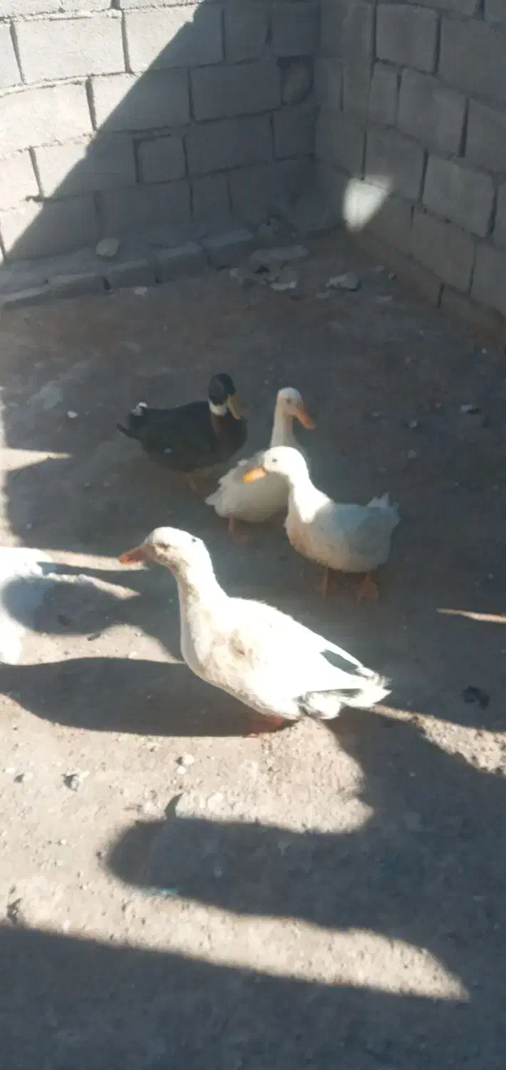 اردک نر وماده|حیوانات مزرعه|سیوان, |دیوار