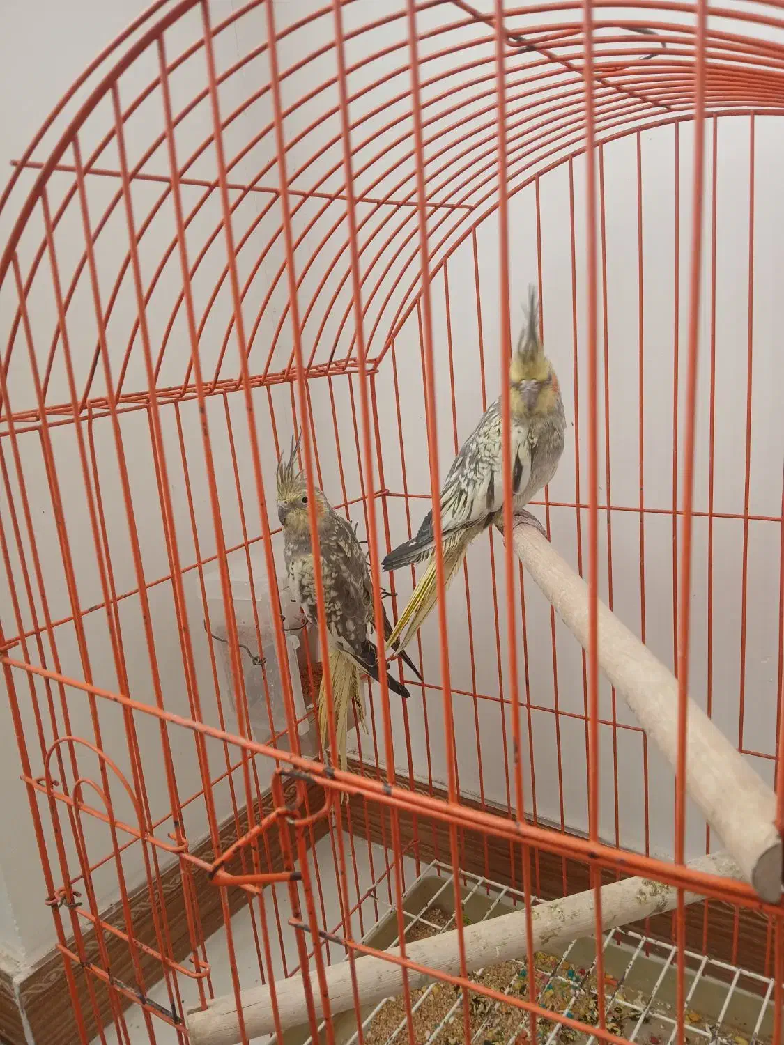 یک جفت عروس هلندی|پرنده|وحیدیه, |دیوار