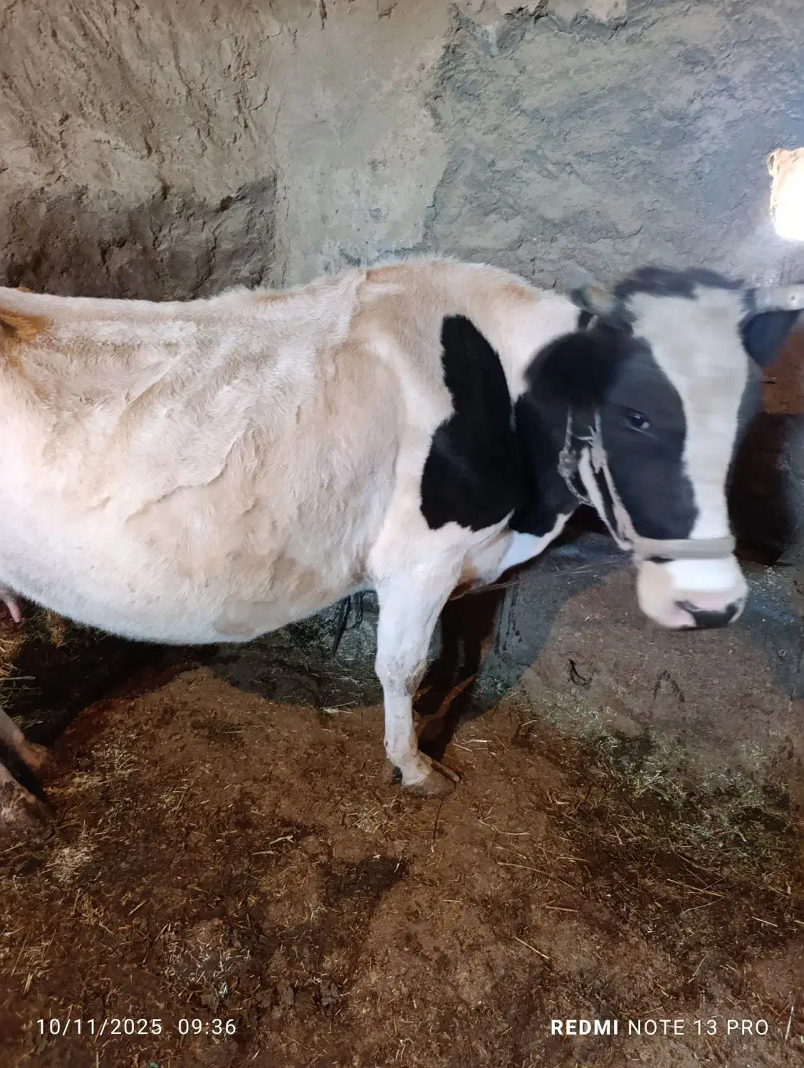 گاو داشتی|حیوانات مزرعه|بیرانوند, |دیوار