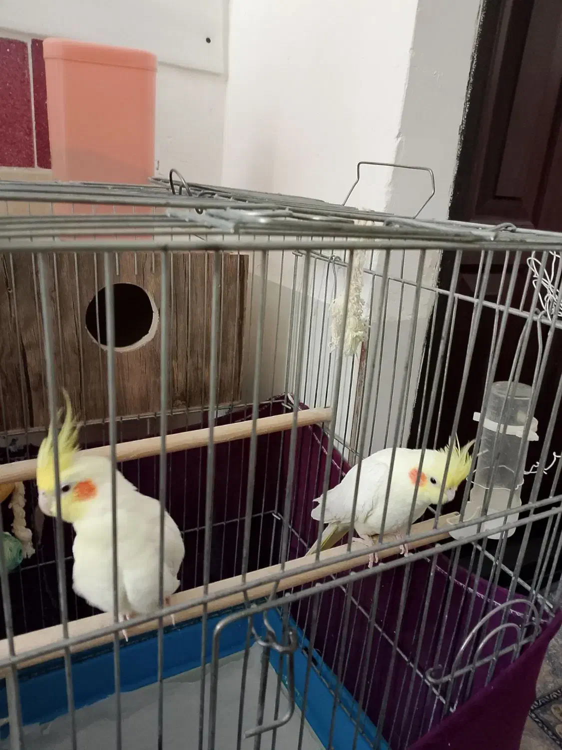 طوطی|پرنده|مهاباد (آذربایجان غربی), |دیوار