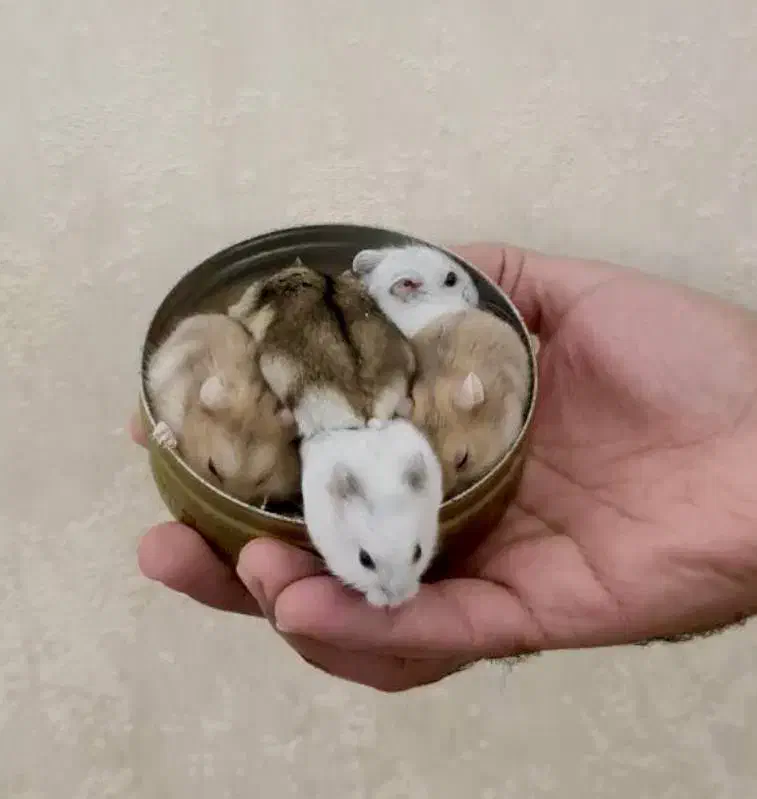 همستر نژاد مینیاتوری|موش و خرگوش|ارومیه, |دیوار