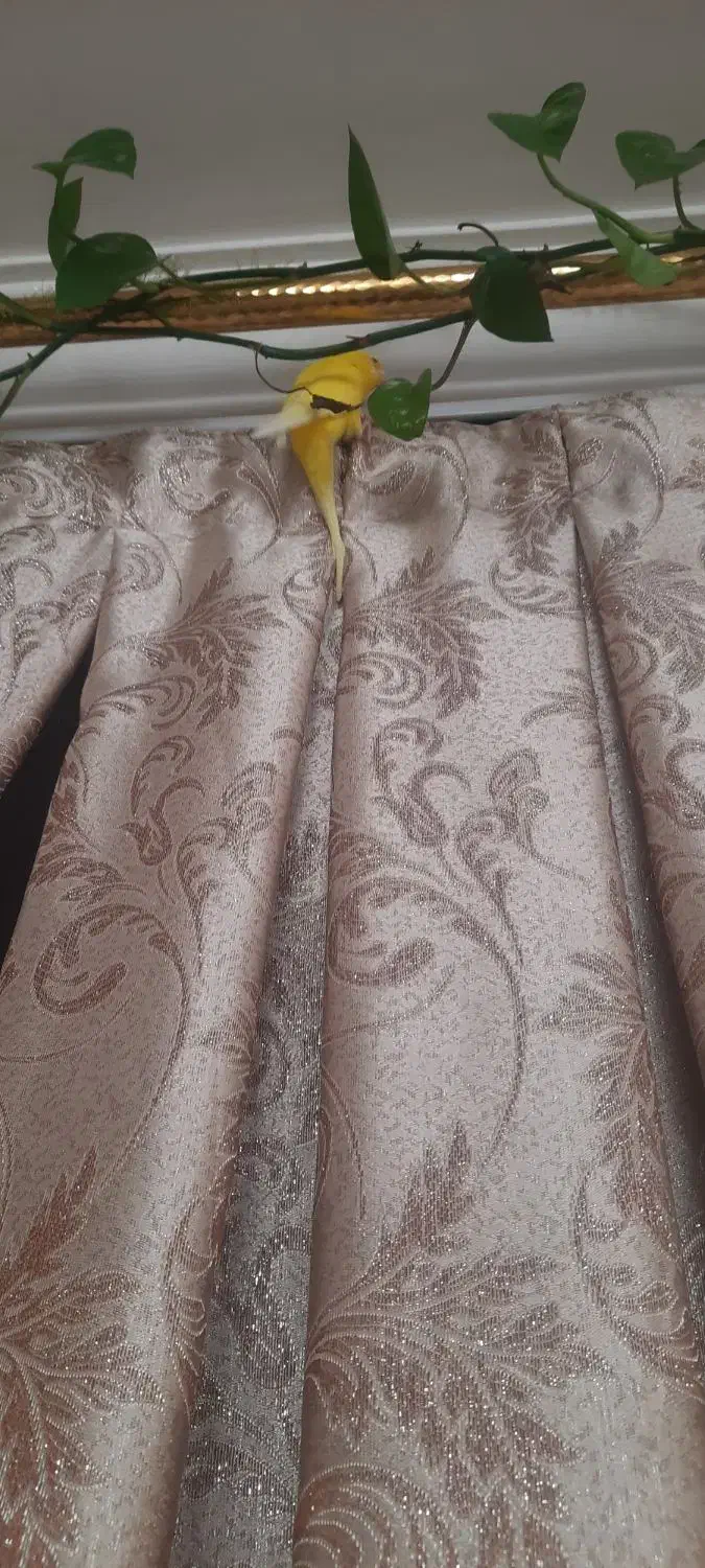 مرغ عشق ماده|پرنده|شاهرود, |دیوار